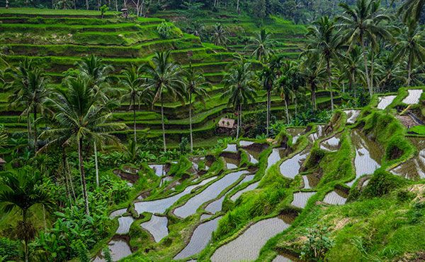 Bali_-_Ubud_Village_Tour.jpg