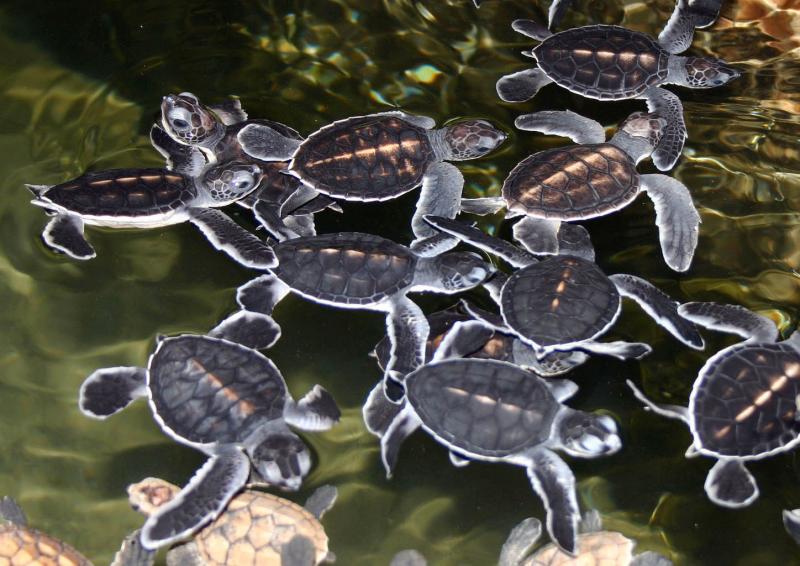 Turtle-Hatchery.jpg