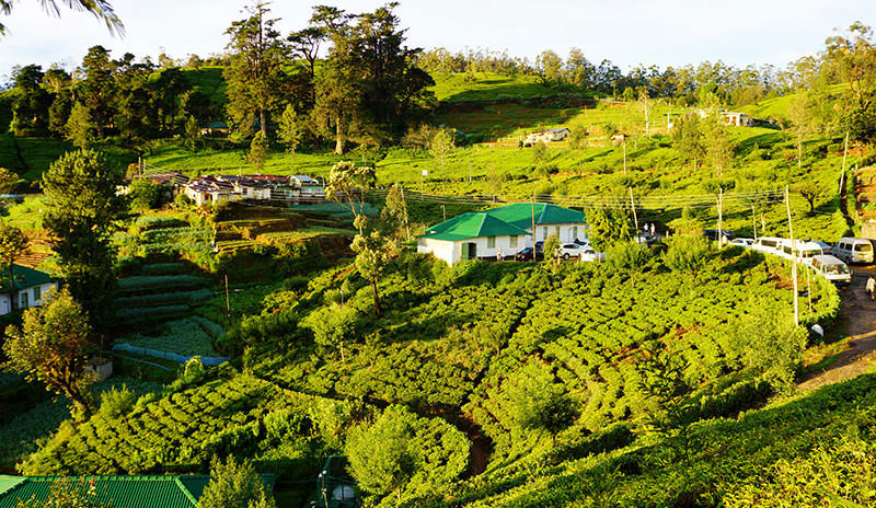 tea-plantation-nuwala-eliya_Srilanka.jpg